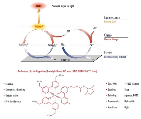 Electrochemiluminescence (ECL)